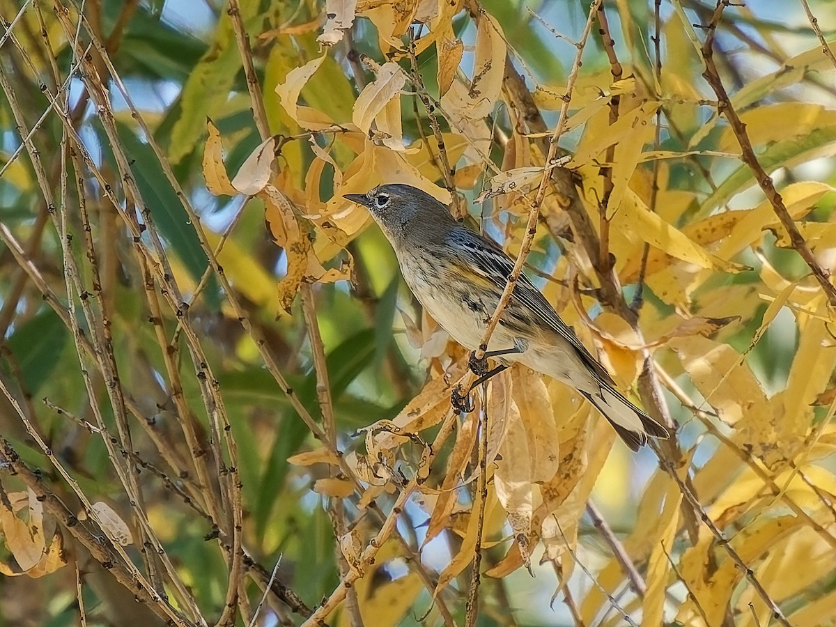 Taçlı Ötleğen - ML644553075
