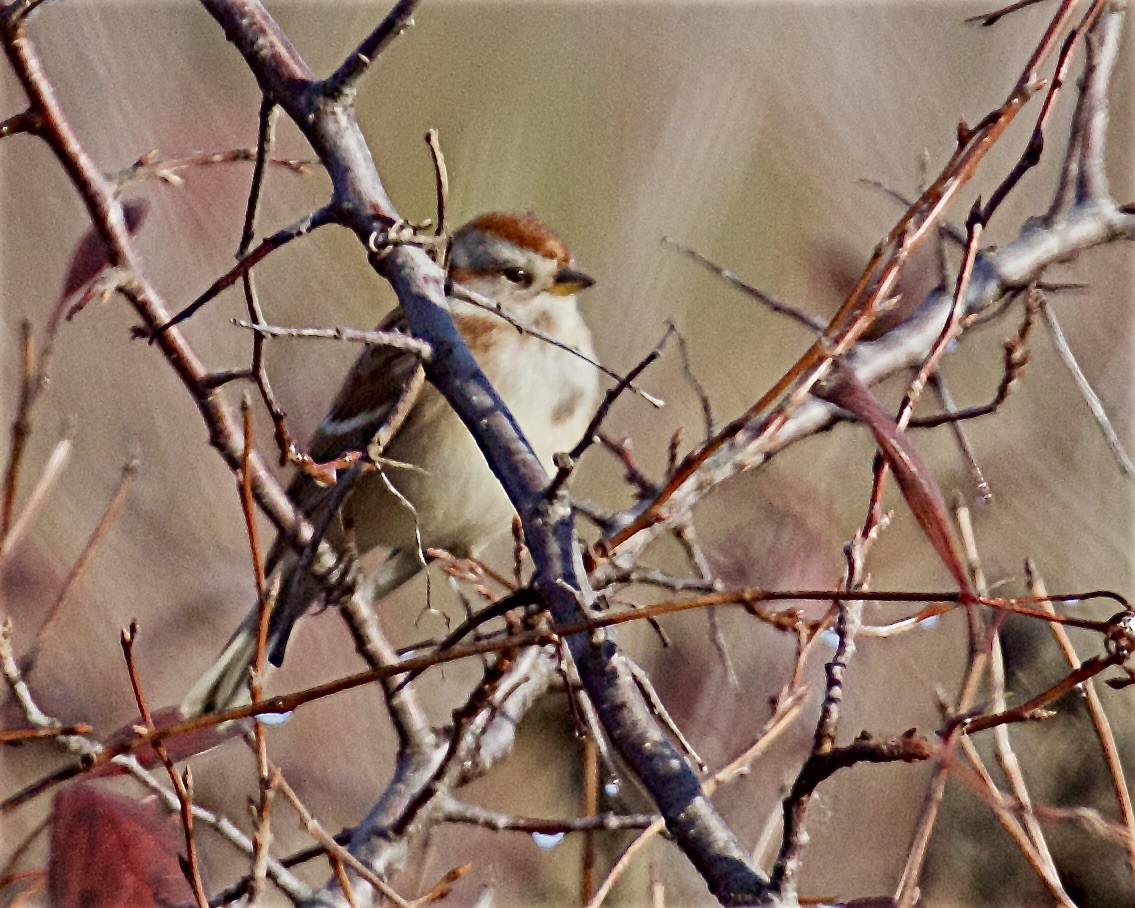 Hudson Körfezi Serçesi - ML644553076