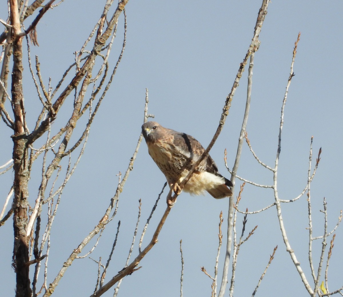 Kızıl Kuyruklu Şahin - ML644553085