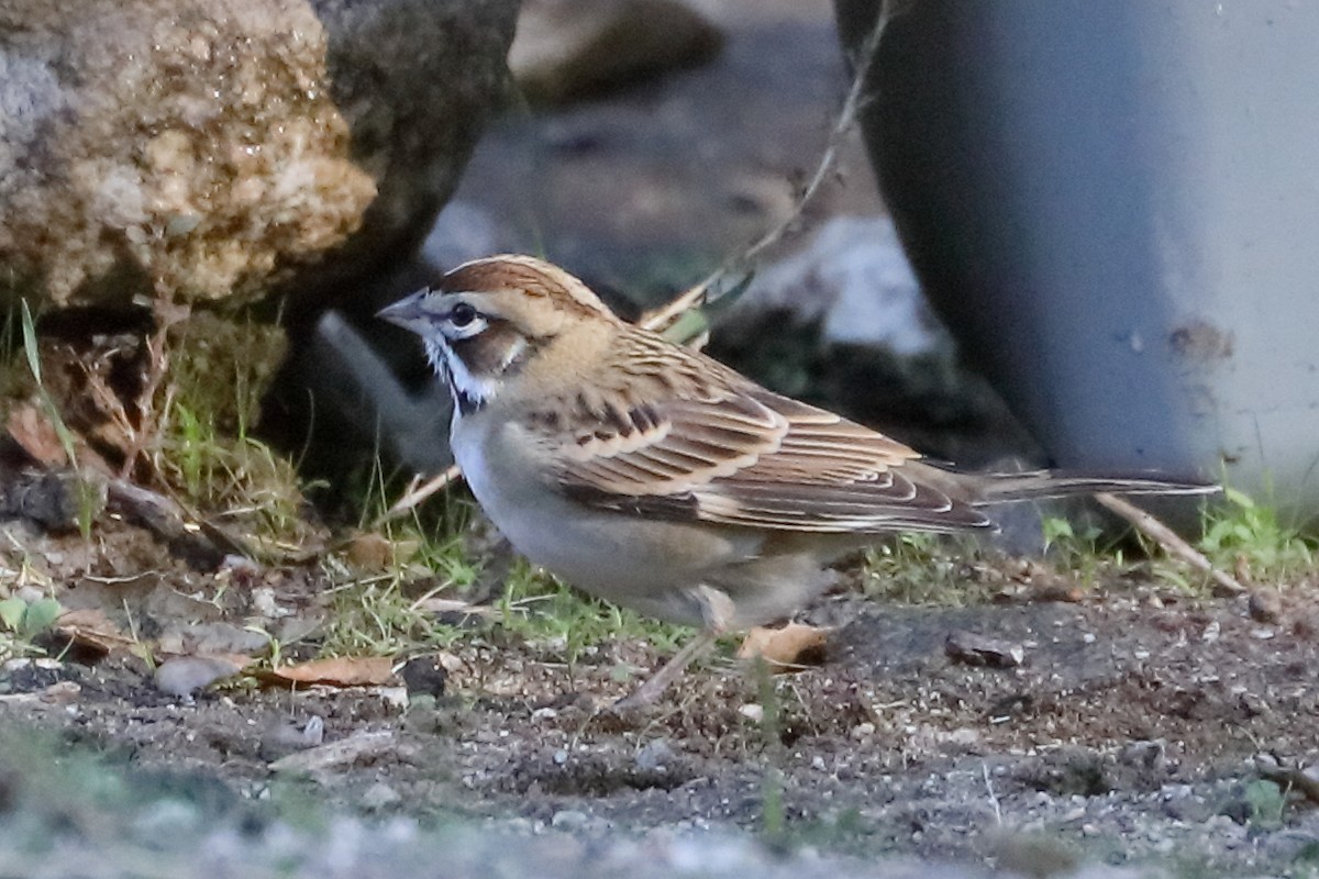 Toygar Serçesi - ML644553092