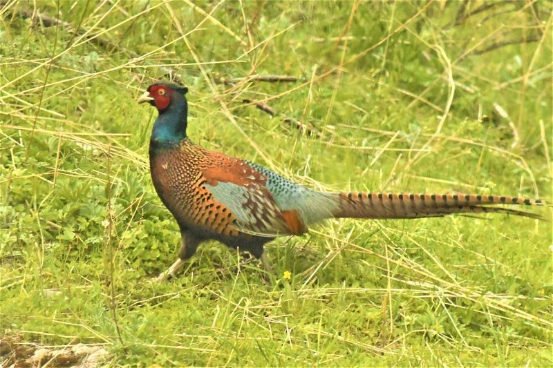 tanımsız sülün (Phasianidae sp.) - ML644553100