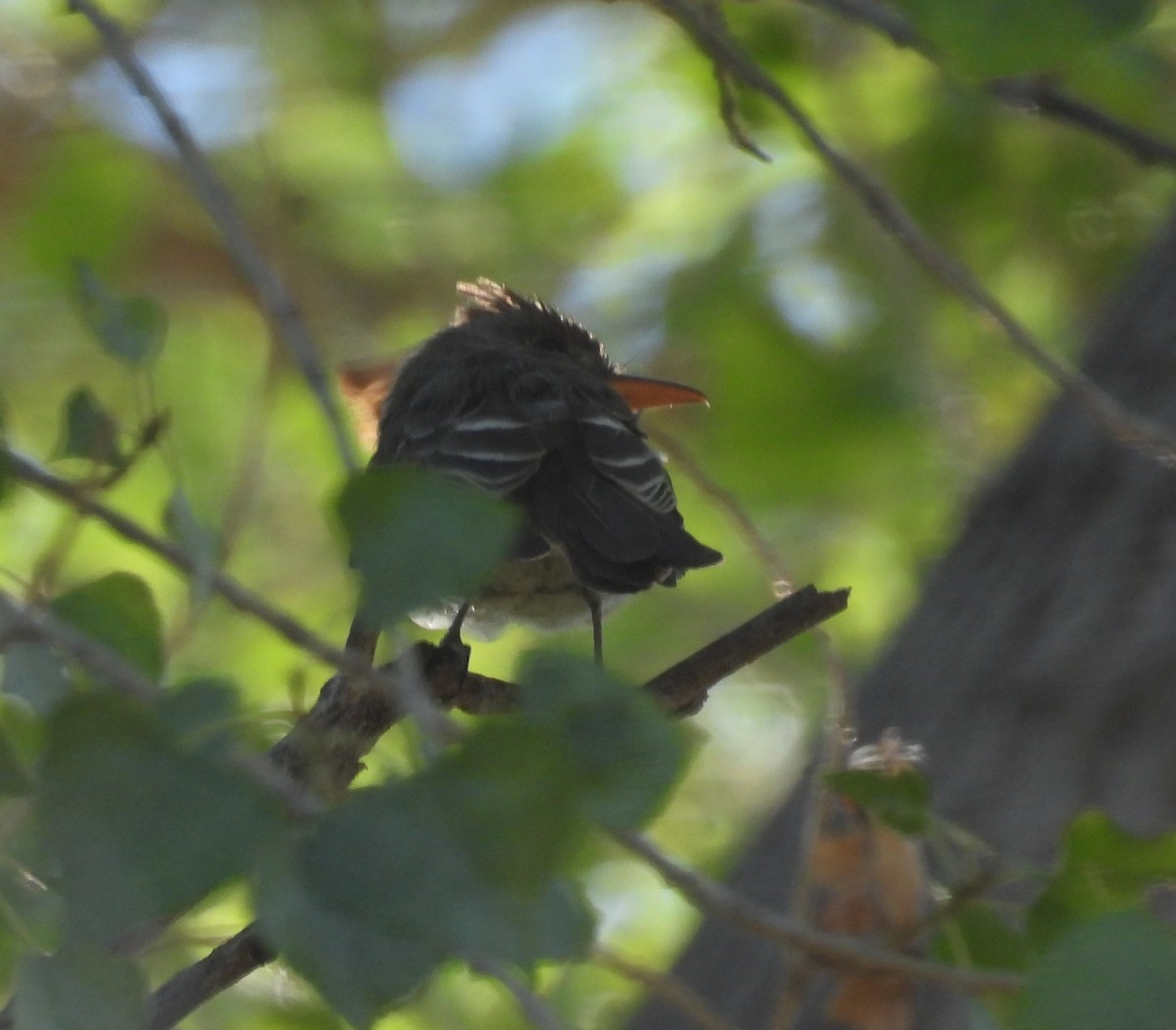 Jose Maria Pivisi - ML644553104