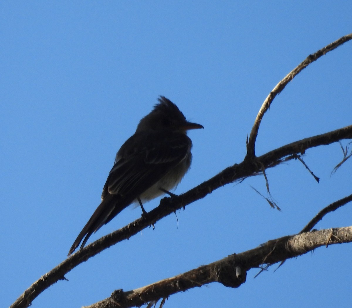 Jose Maria Pivisi - ML644553105