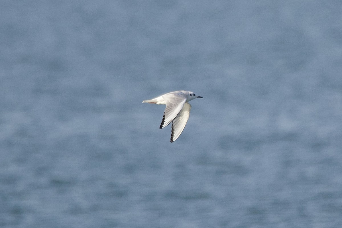 Küçük Karabaş Martı - ML644553107