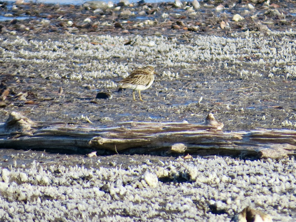 Pectoral Sandpiper - ML644553110