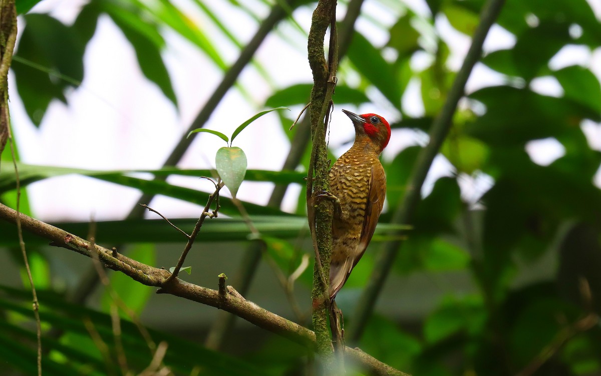 nicaraguaspett - ML644553112