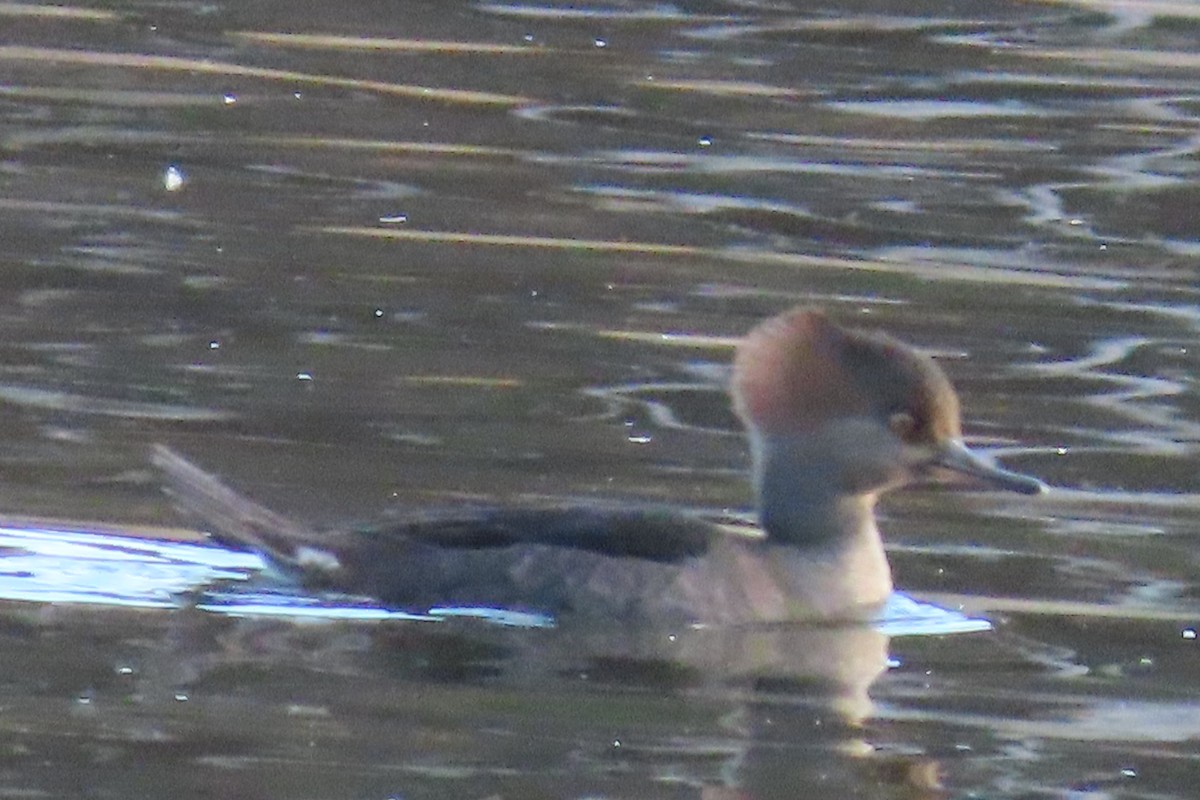 Hooded Merganser - ML644553126