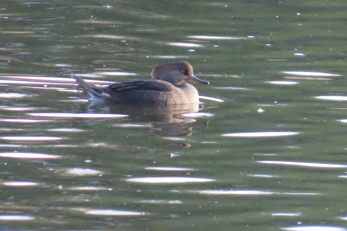 Hooded Merganser - ML644553127