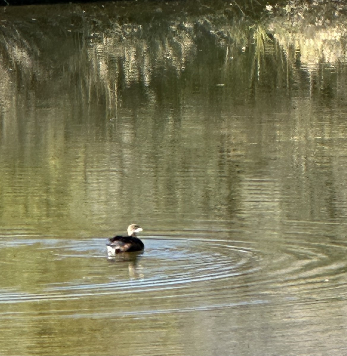 ringnebbdykker - ML644553128