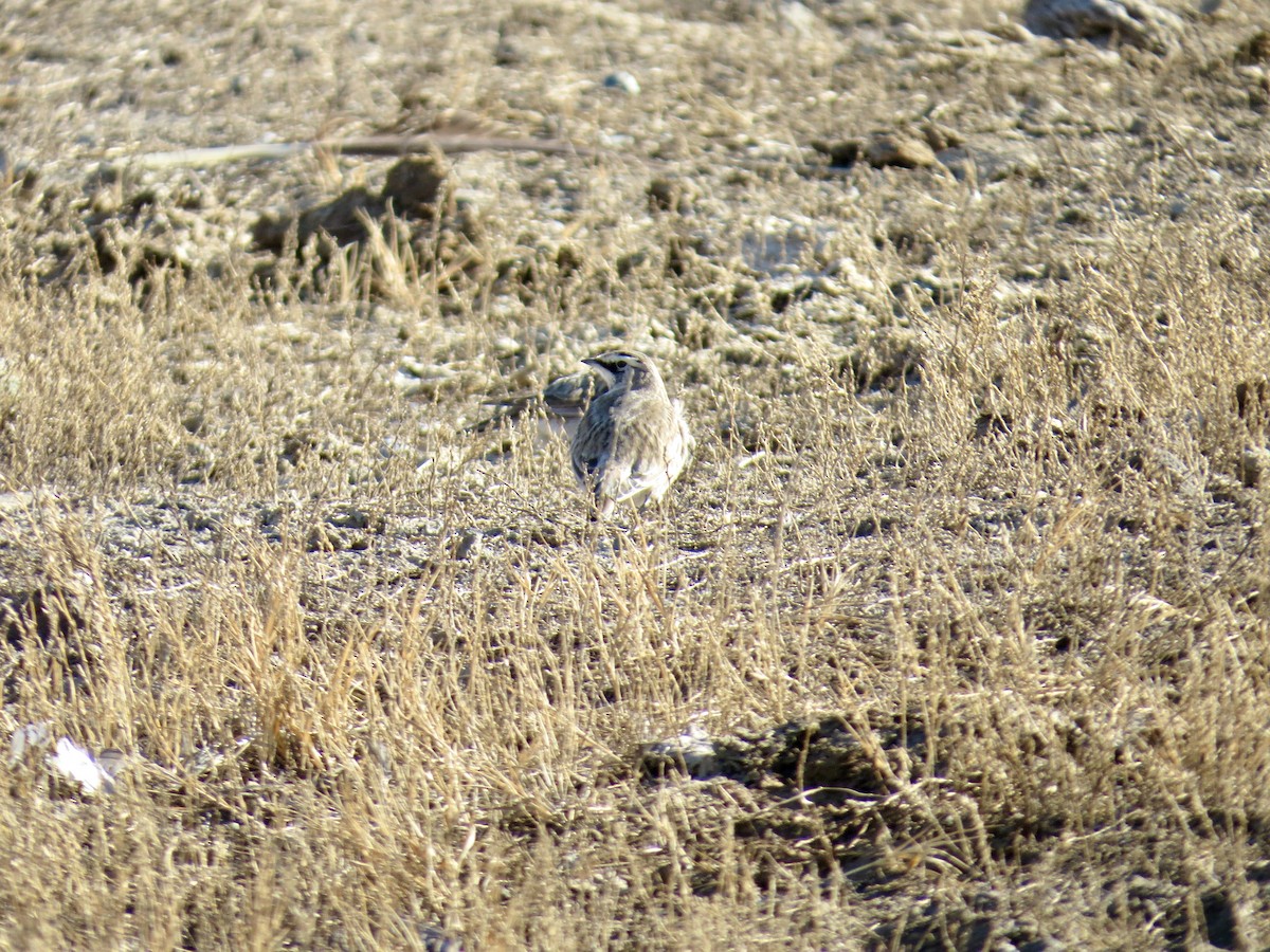 Жайворонок рогатий - ML644553129