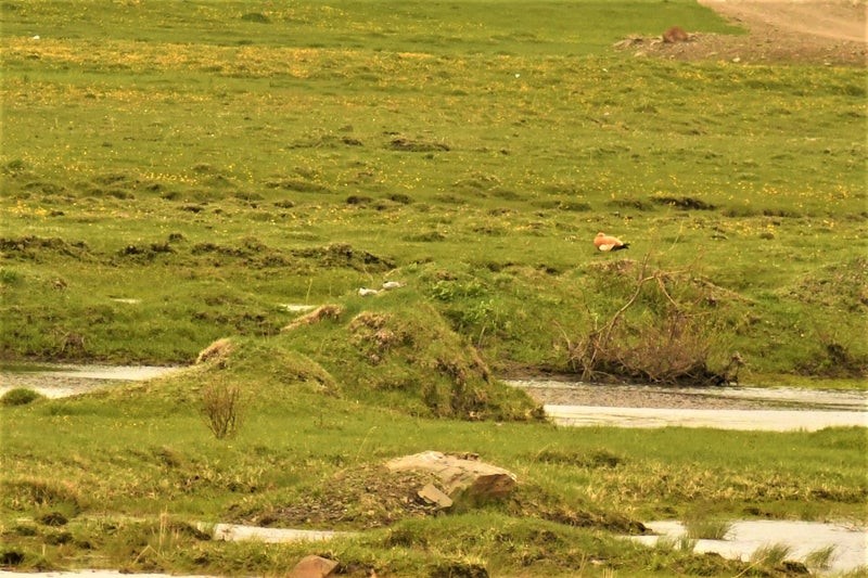 Ruddy Shelduck - ML644553130