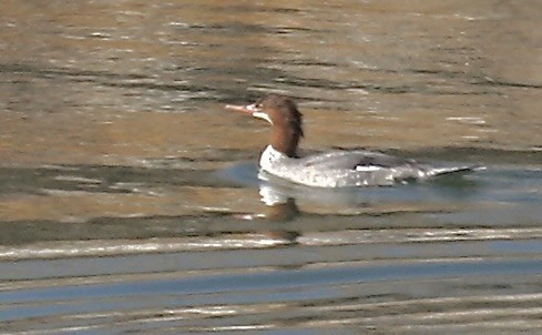 Common Merganser - ML644553132