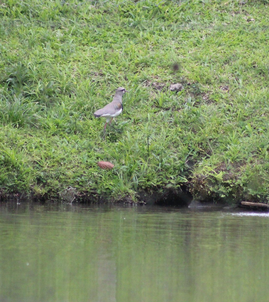 Southern Lapwing - ML644553133