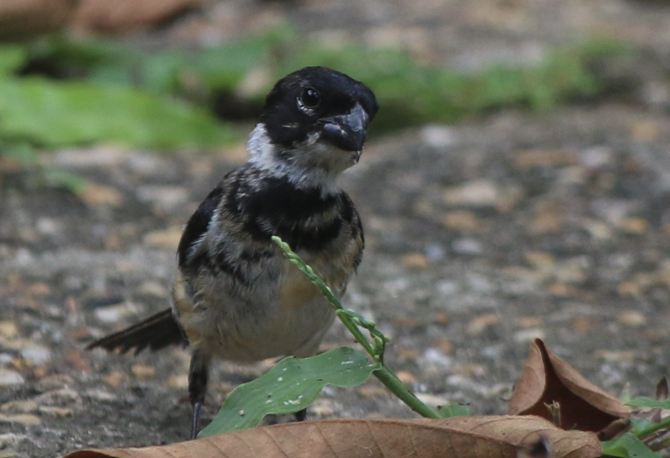 ヒメウソ属 - ML644553134