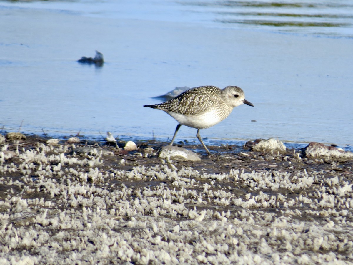 Black-bellied Plover - ML644553135