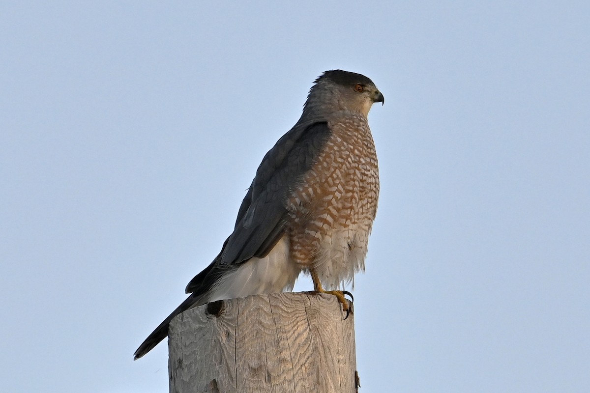 trostehauk - ML644553137