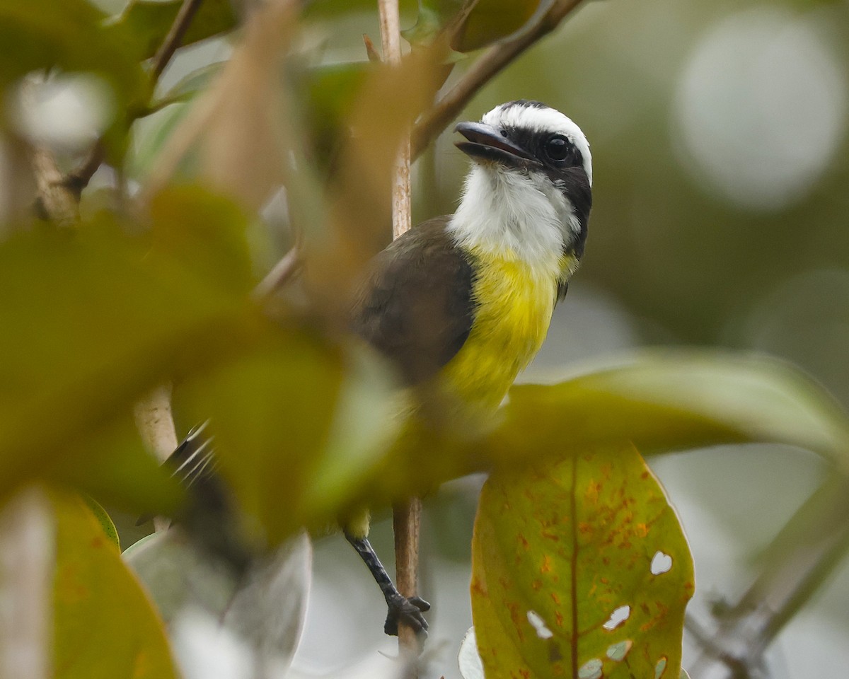 White-ringed Flycatcher - ML644553138