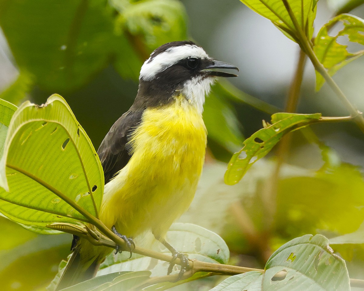 White-ringed Flycatcher - ML644553139