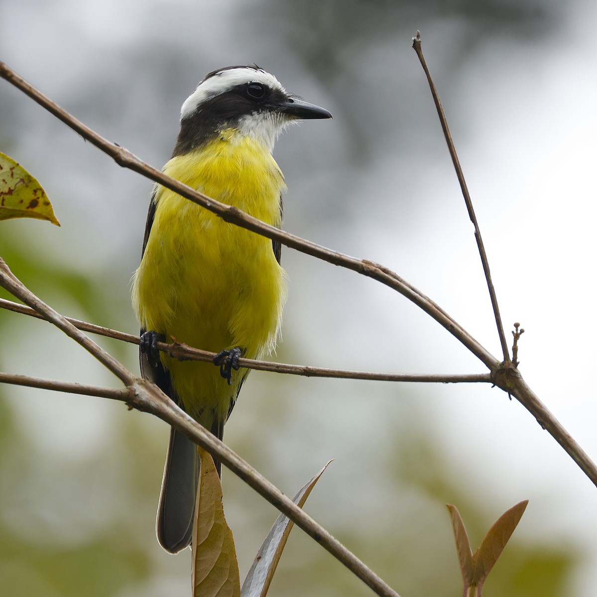 White-ringed Flycatcher - ML644553140