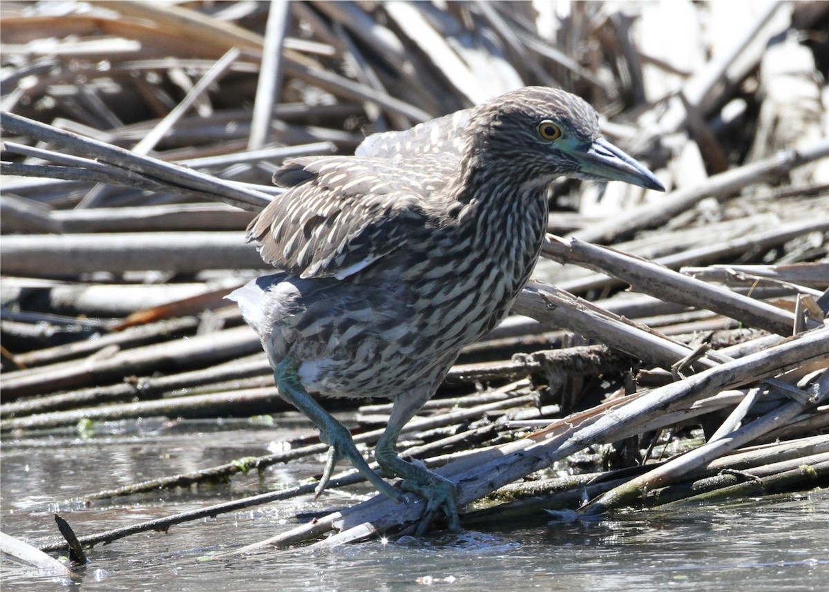 Nachtreiher - ML644553144