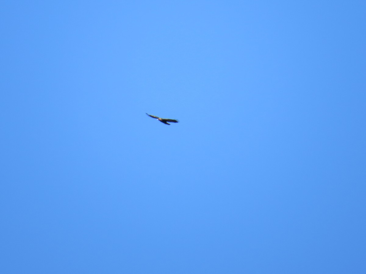 kongeørn - ML644553150