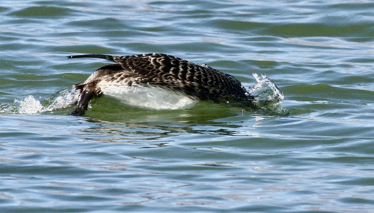 Common Loon - ML644553151