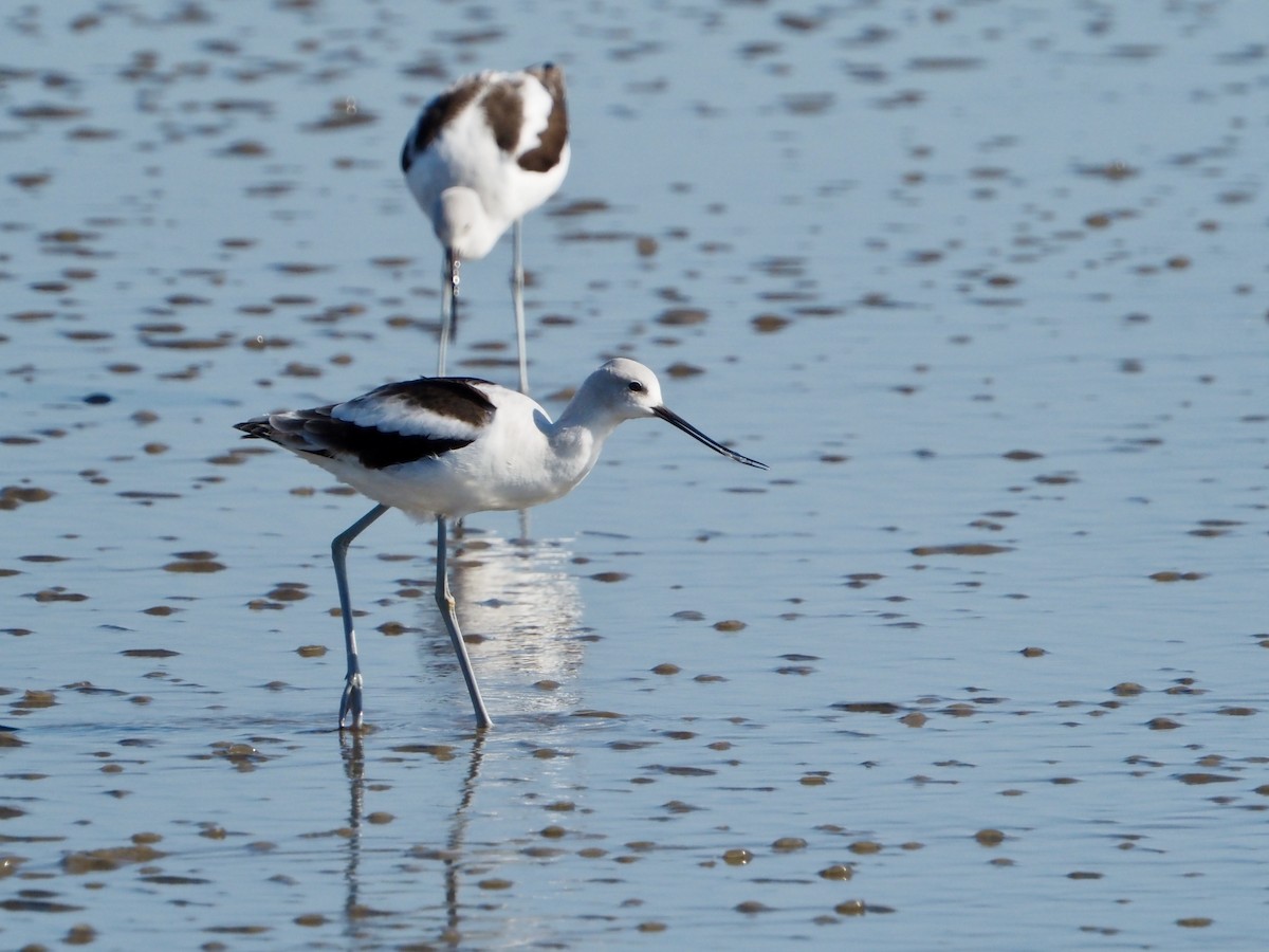 American Avocet - ML644553154