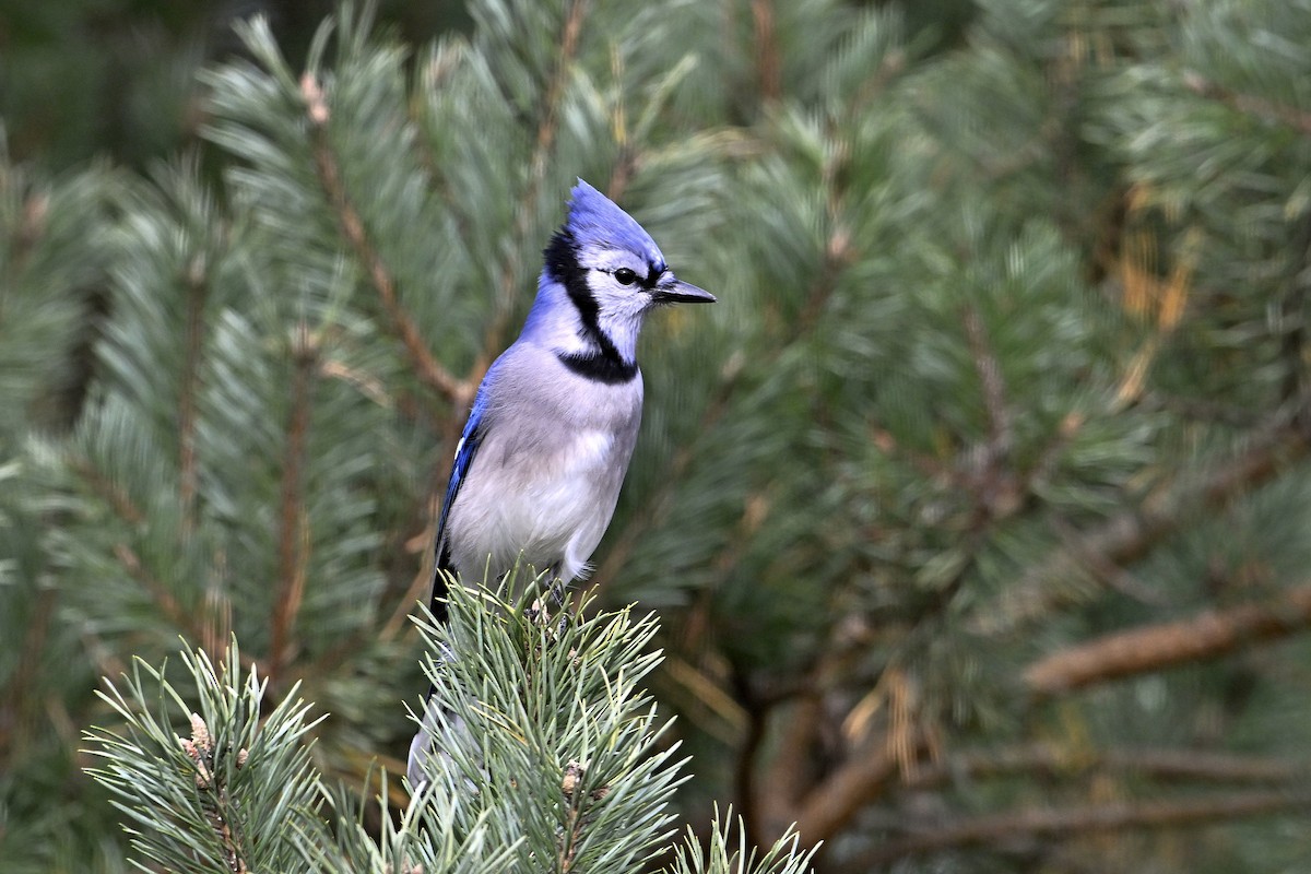 Сизойка блакитна - ML644553156