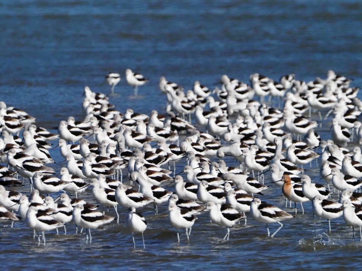 American Avocet - ML644553160