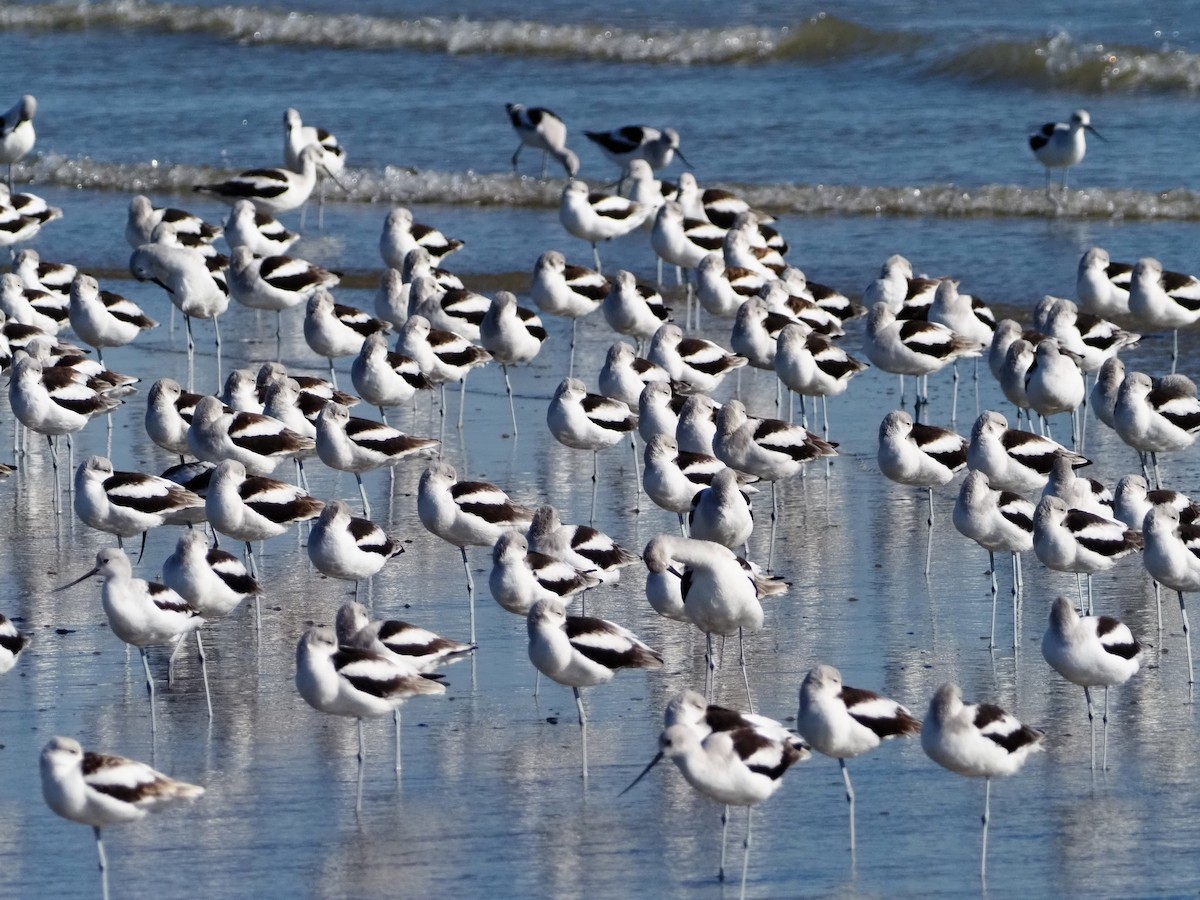 American Avocet - ML644553161