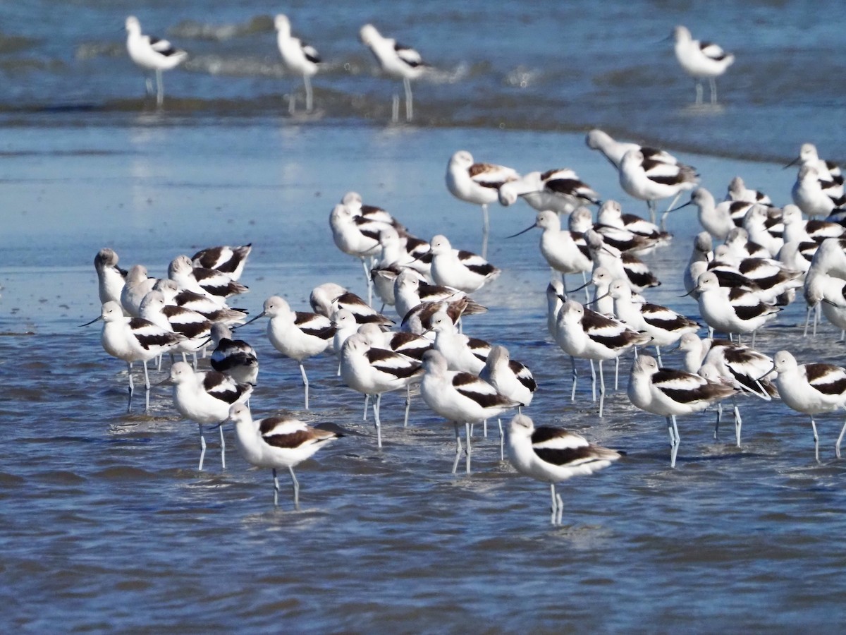 American Avocet - ML644553162