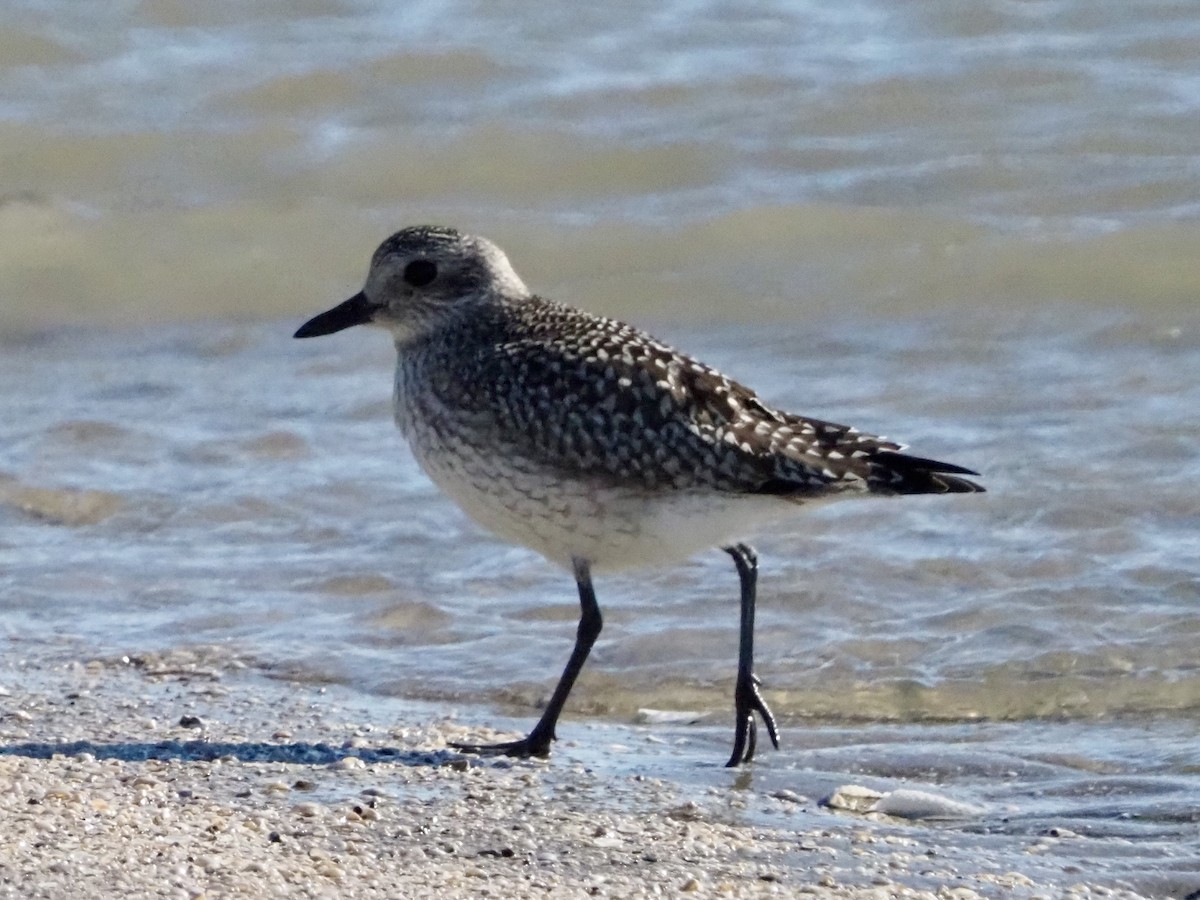 Black-bellied Plover - ML644553171