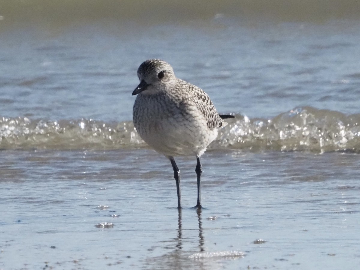 Black-bellied Plover - ML644553172