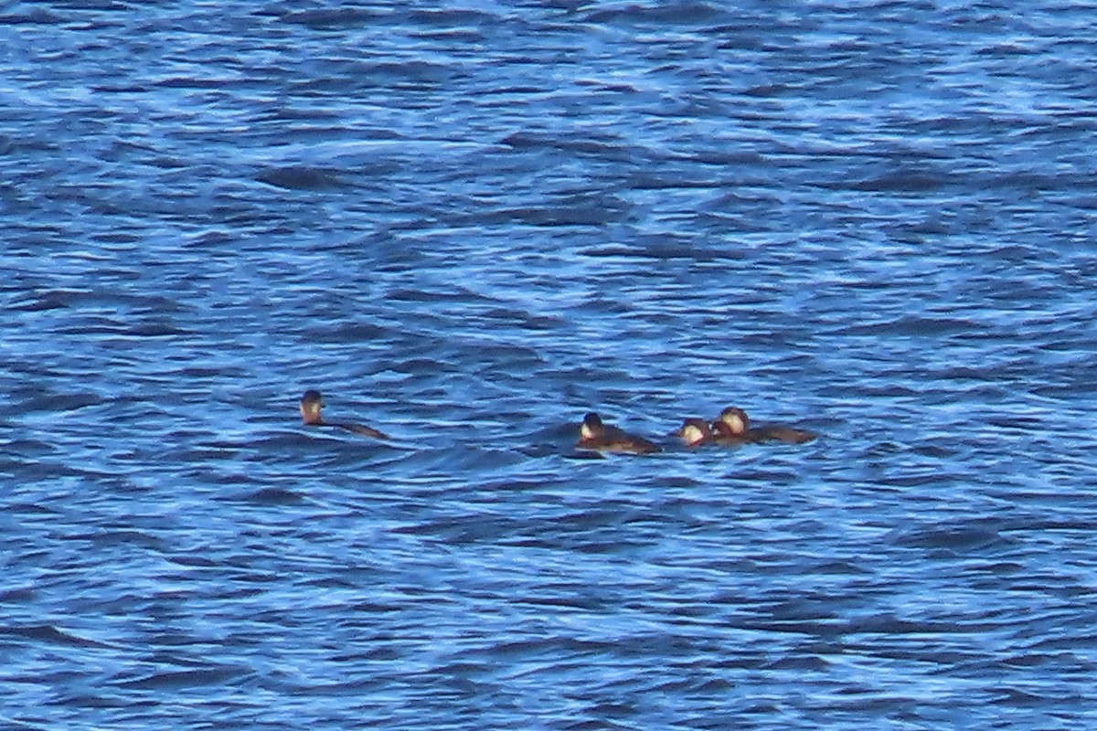 Ahatebeltz amerikarra - ML644553173