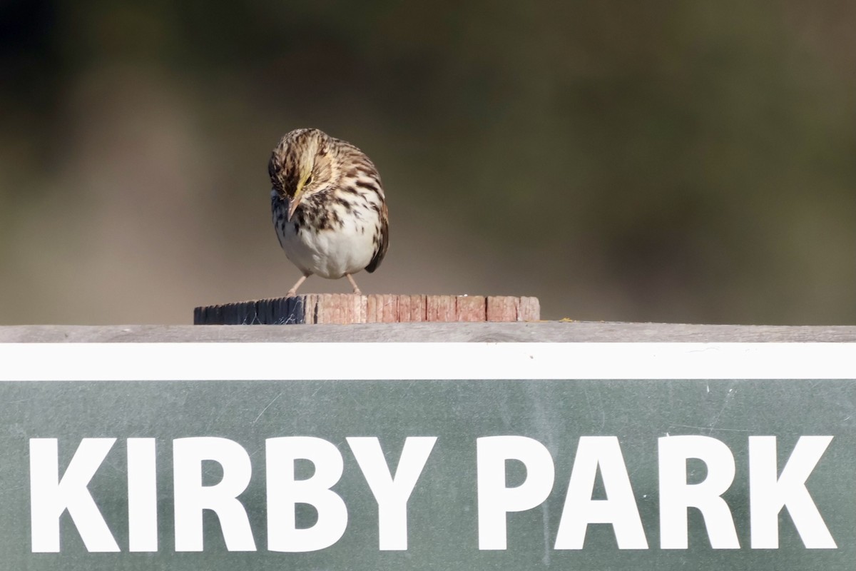 Savannah Sparrow - ML644553174