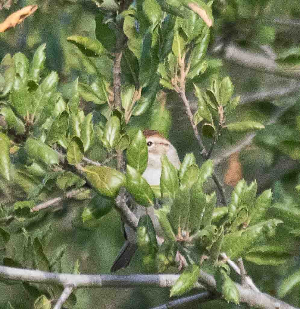 Chipping Sparrow - ML644553175