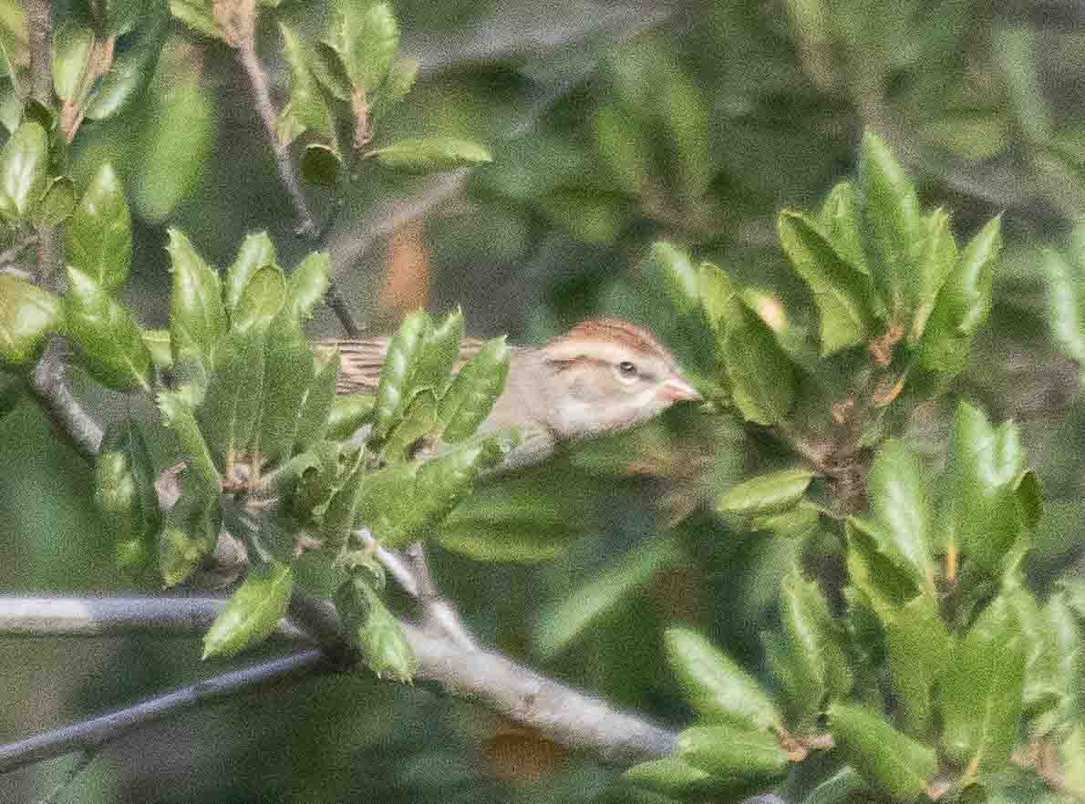 Chipping Sparrow - ML644553176