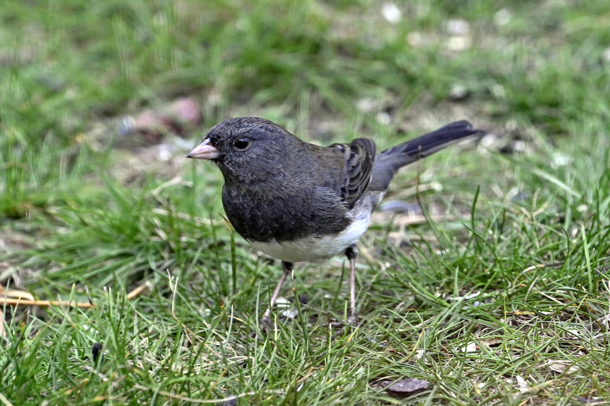 Dark-eyed Junco - ML644553177