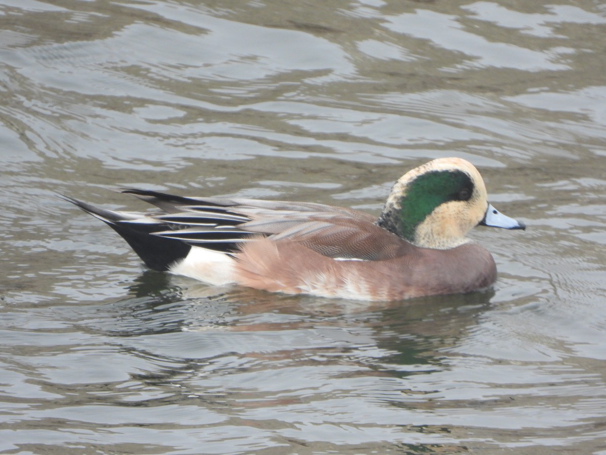 American Wigeon - ML644553178
