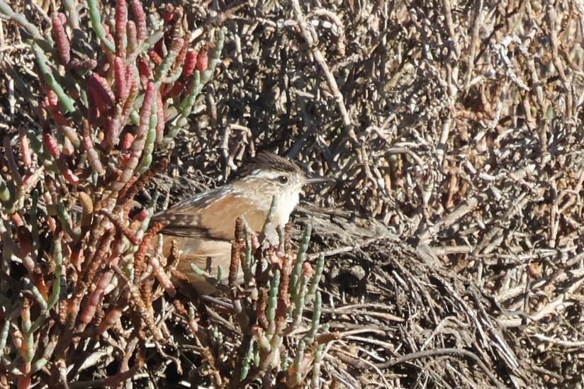 Marsh Wren - ML644553180