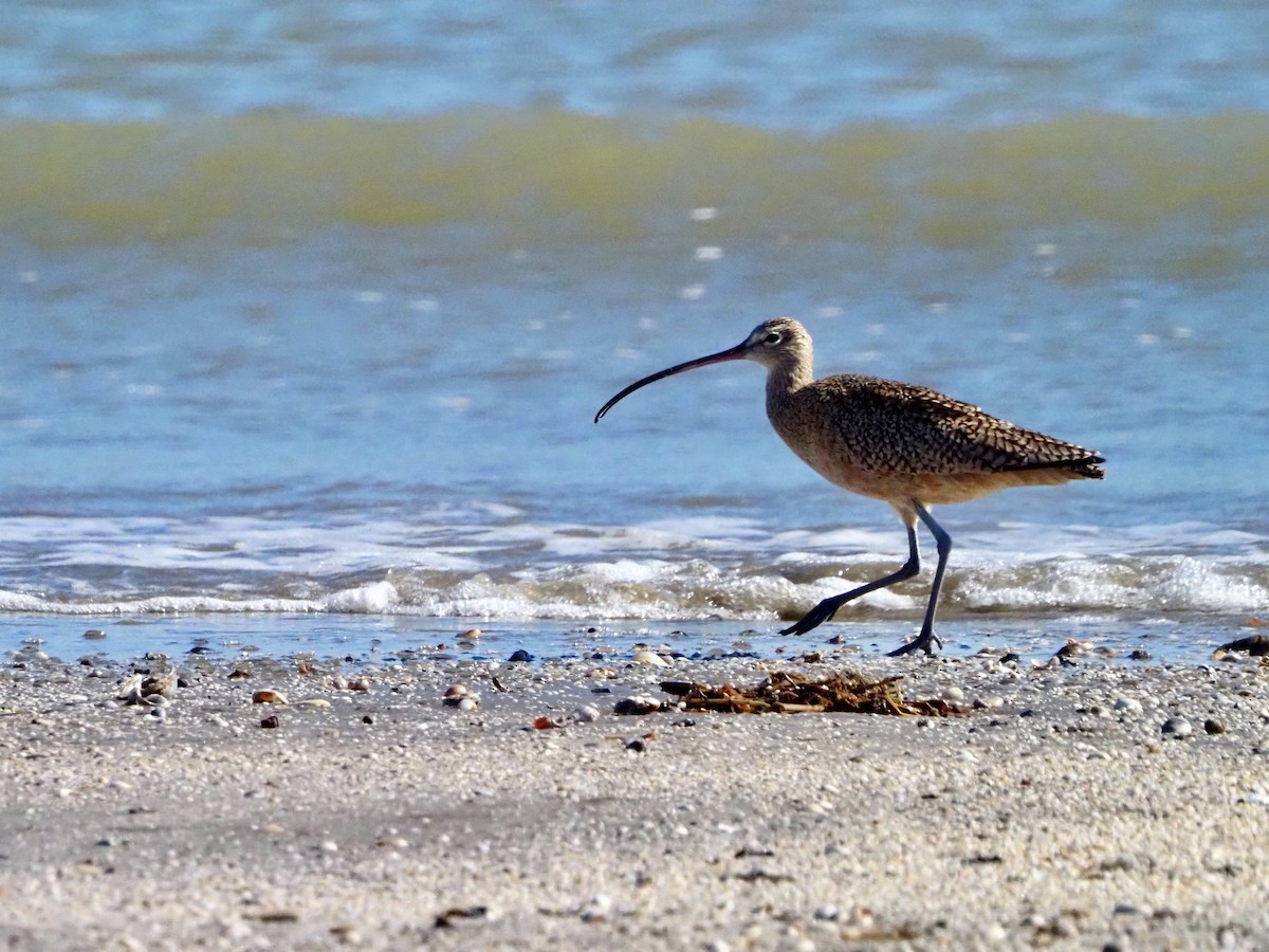 Long-billed Curlew - ML644553181