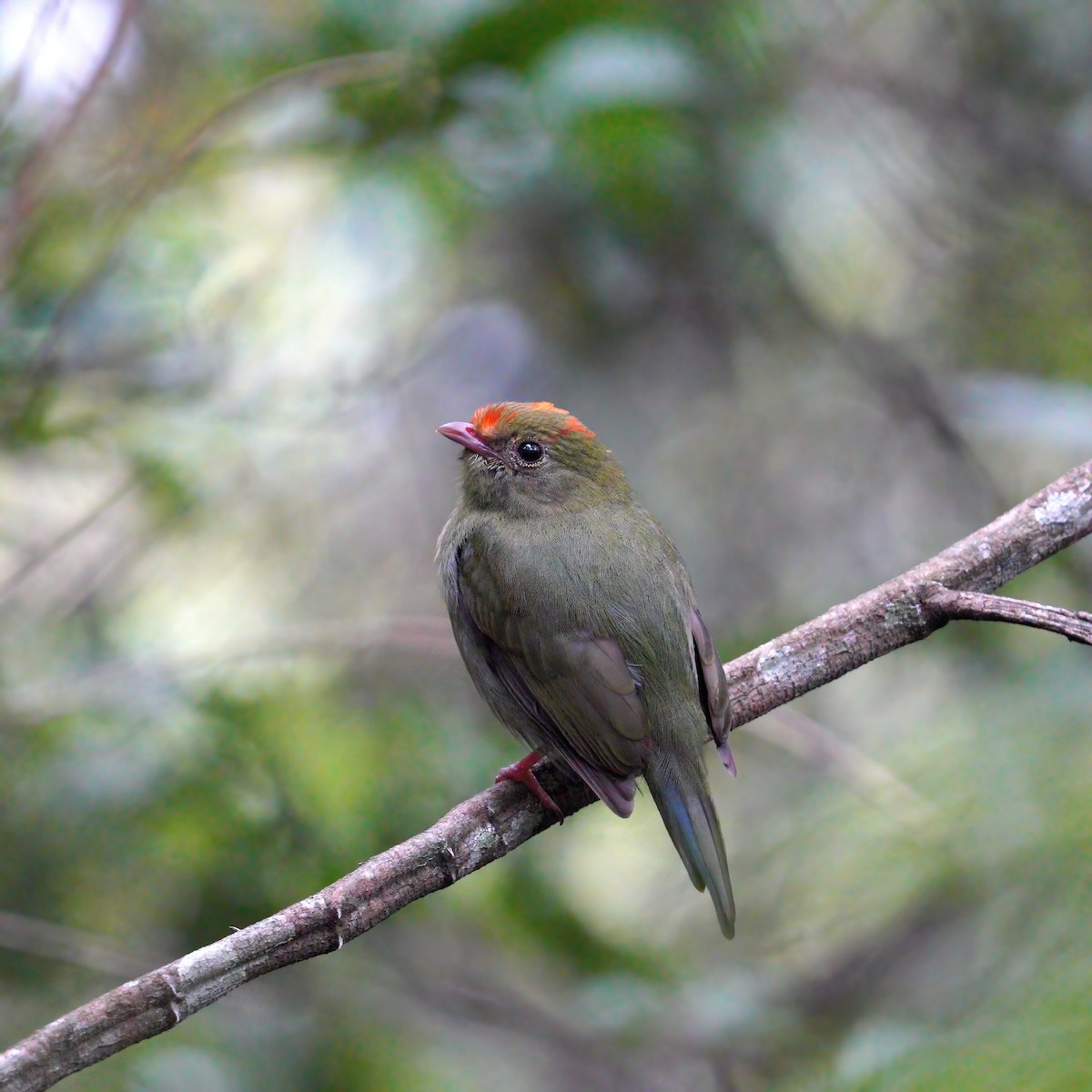 Swallow-tailed Manakin - ML644553183
