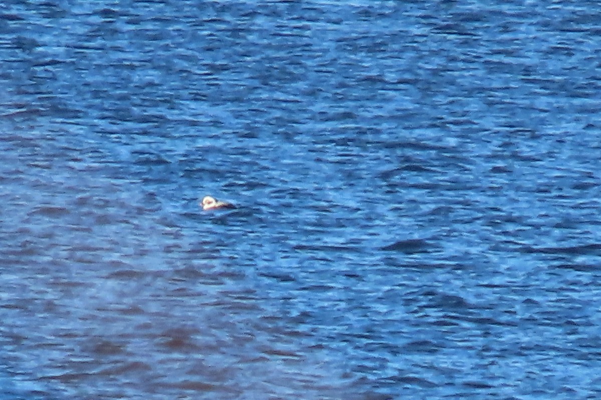 Long-tailed Duck - ML644553186