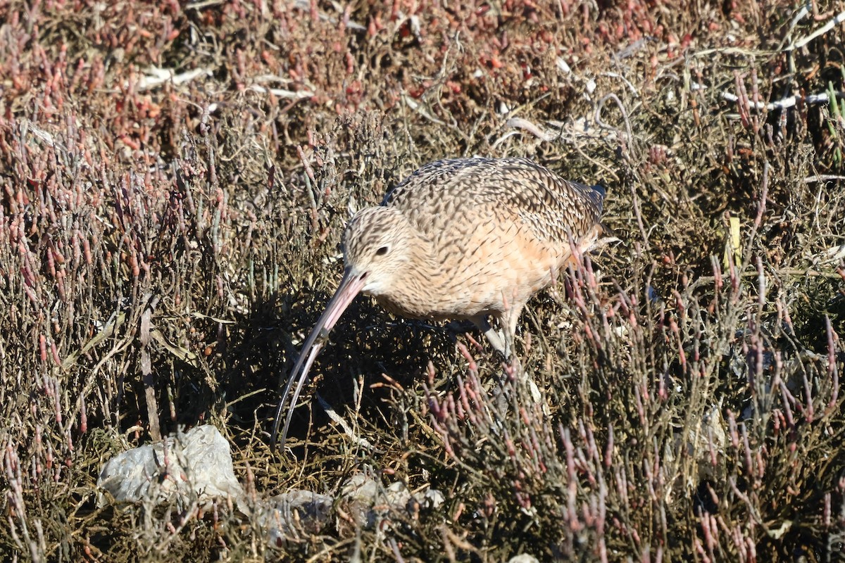 Long-billed Curlew - ML644553187