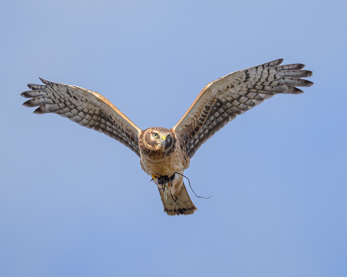 Northern Harrier - ML644553189