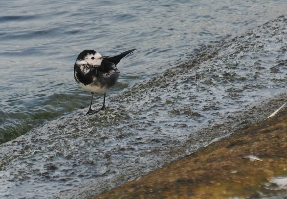 White Wagtail (British) - ML644553191