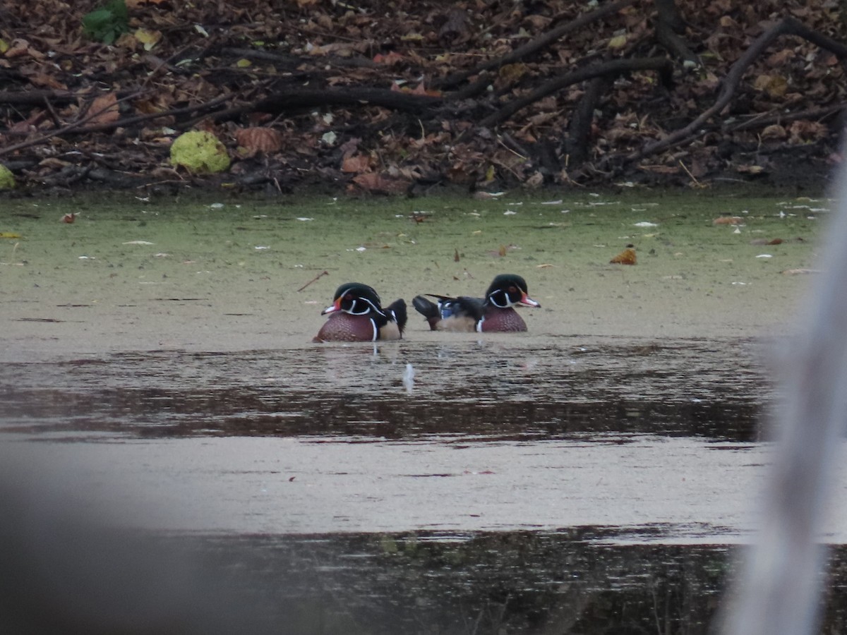 Wood Duck - ML644553192