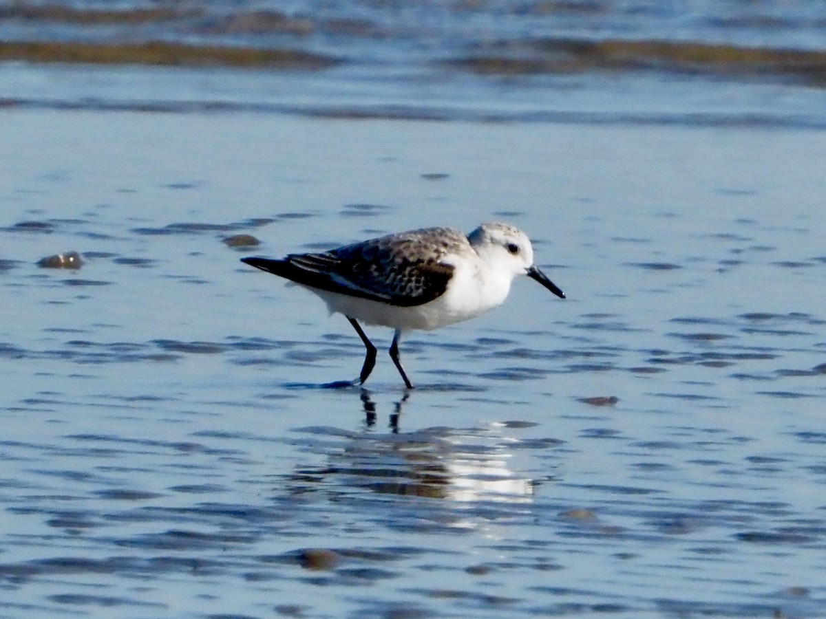 Sanderling - ML644553195