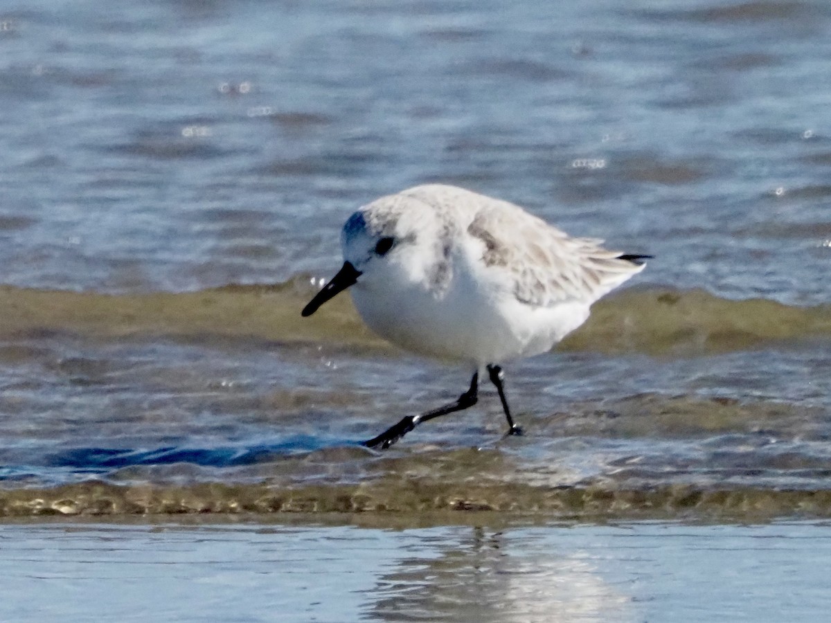 Sanderling - ML644553196