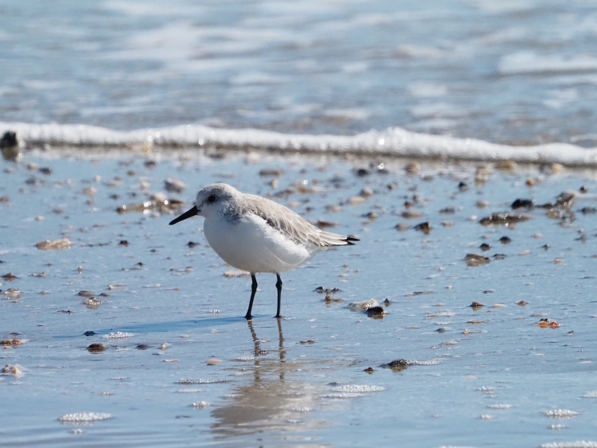 Ak Kumkuşu - ML644553198